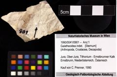 Foto (Objket + Etiketten) von Galatheoidea indet. 